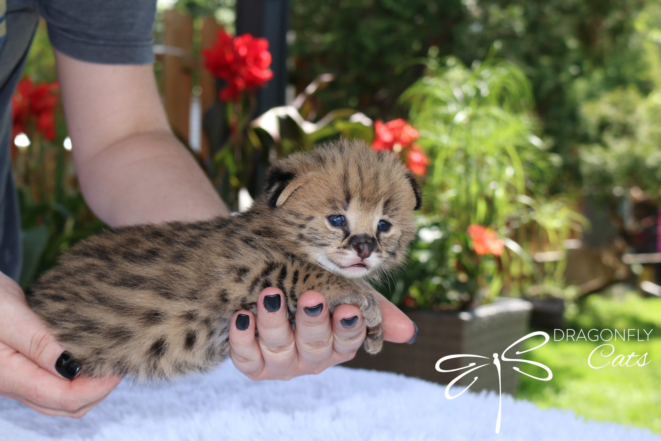 Serval cat hot sale