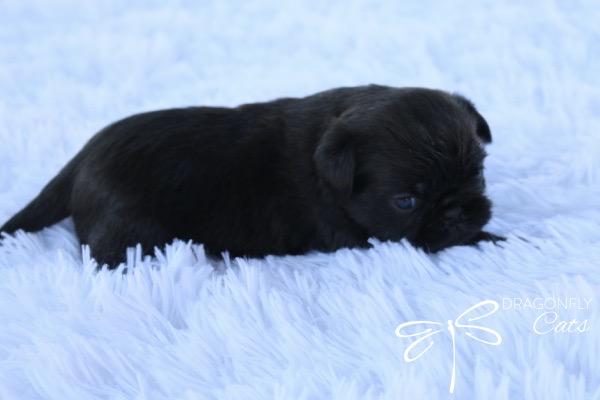 Brussel Griffon Puppy Dog • Dragonflygriff