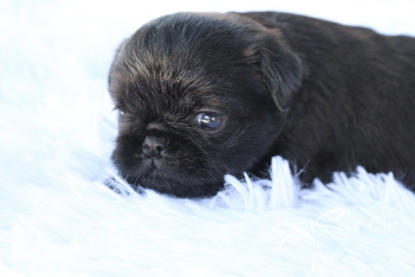 Brussel Griffon Puppy Dog • Dragonflygriff