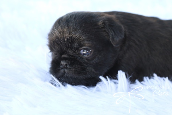 Brussel Griffon Puppy Dog • Dragonflygriff