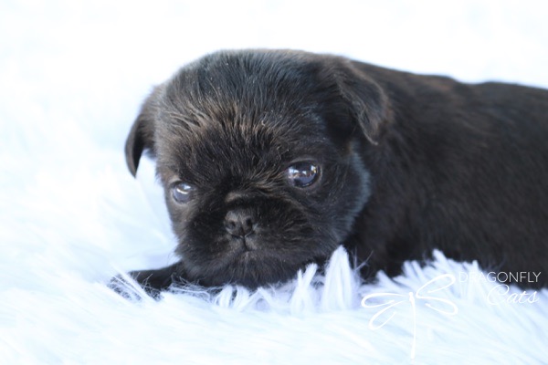 Brussels Griffon Griffon Bruxellois Griffon Bruxellois à vendre Brussels Griffon for sale Brussels Griffon puppy Brussels Griffon puppies Brussels Griffon breeder Éleveur Griffon Bruxellois Brussel Griffon Brussel Griffon breeder Brussel Griffon for sale Brussel Griffon puppy for sale Brussel Griffon price Brussels Griffon price Brussels Griffon for sale