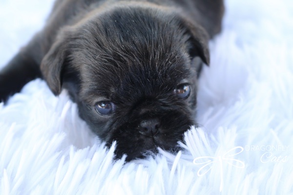 Brussel Griffon Puppy Dog • Dragonflygriff