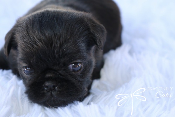 Brussel Griffon Puppy Dog • Dragonflygriff