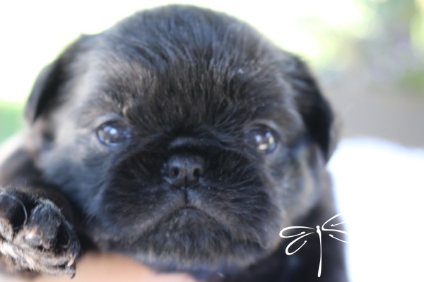 Brussel Griffon Puppy Dog • Dragonflygriff