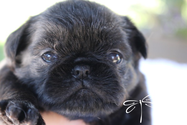 Brussel Griffon Puppy Dog • Dragonflygriff