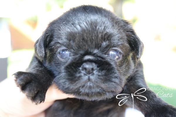 Brussel Griffon Puppy Dog • Dragonflygriff