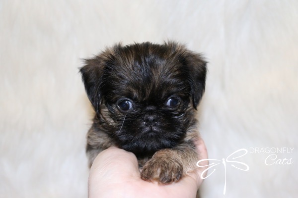 Brussel Griffon Puppy Dog • Dragonflygriff