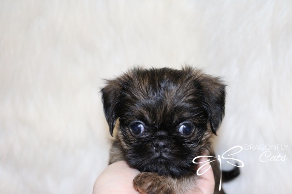 Brussel Griffon Puppy Dog • Dragonflygriff