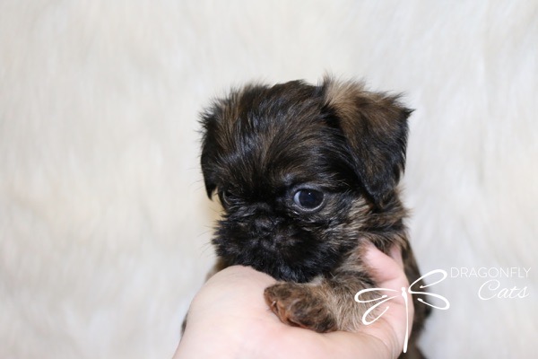 Brussel Griffon Puppy Dog • Dragonflygriff