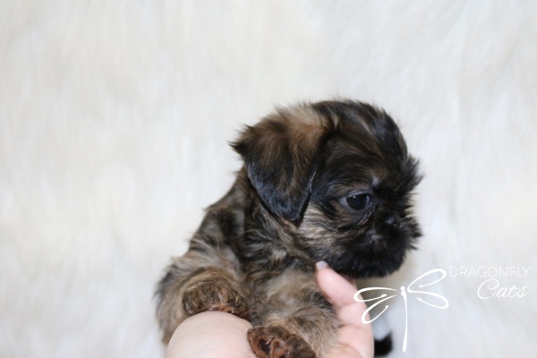 Brussel Griffon Puppy Dog • Dragonflygriff