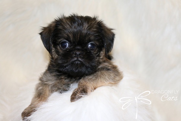 Brussel Griffon Puppy Dog • Dragonflygriff