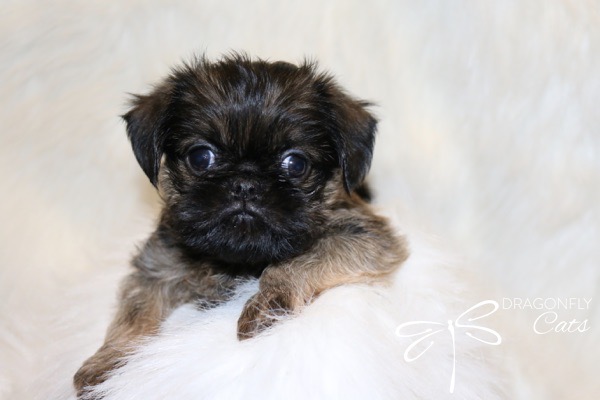 Brussel Griffon Puppy Dog • Dragonflygriff