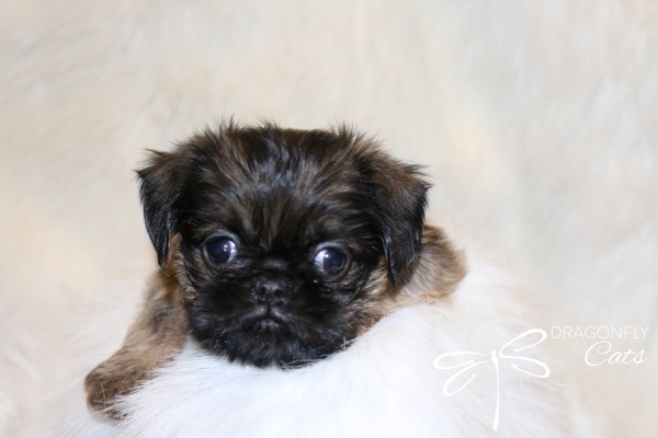 Brussel Griffon Puppy Dog • Dragonflygriff