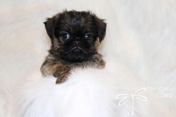 Brussel Griffon Puppy Dog • Dragonflygriff