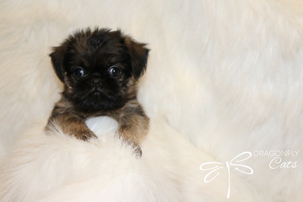 Brussel Griffon Puppy Dog • Dragonflygriff