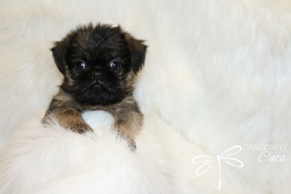 Brussel Griffon Puppy Dog • Dragonflygriff