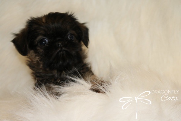 Brussel Griffon Puppy Dog • Dragonflygriff