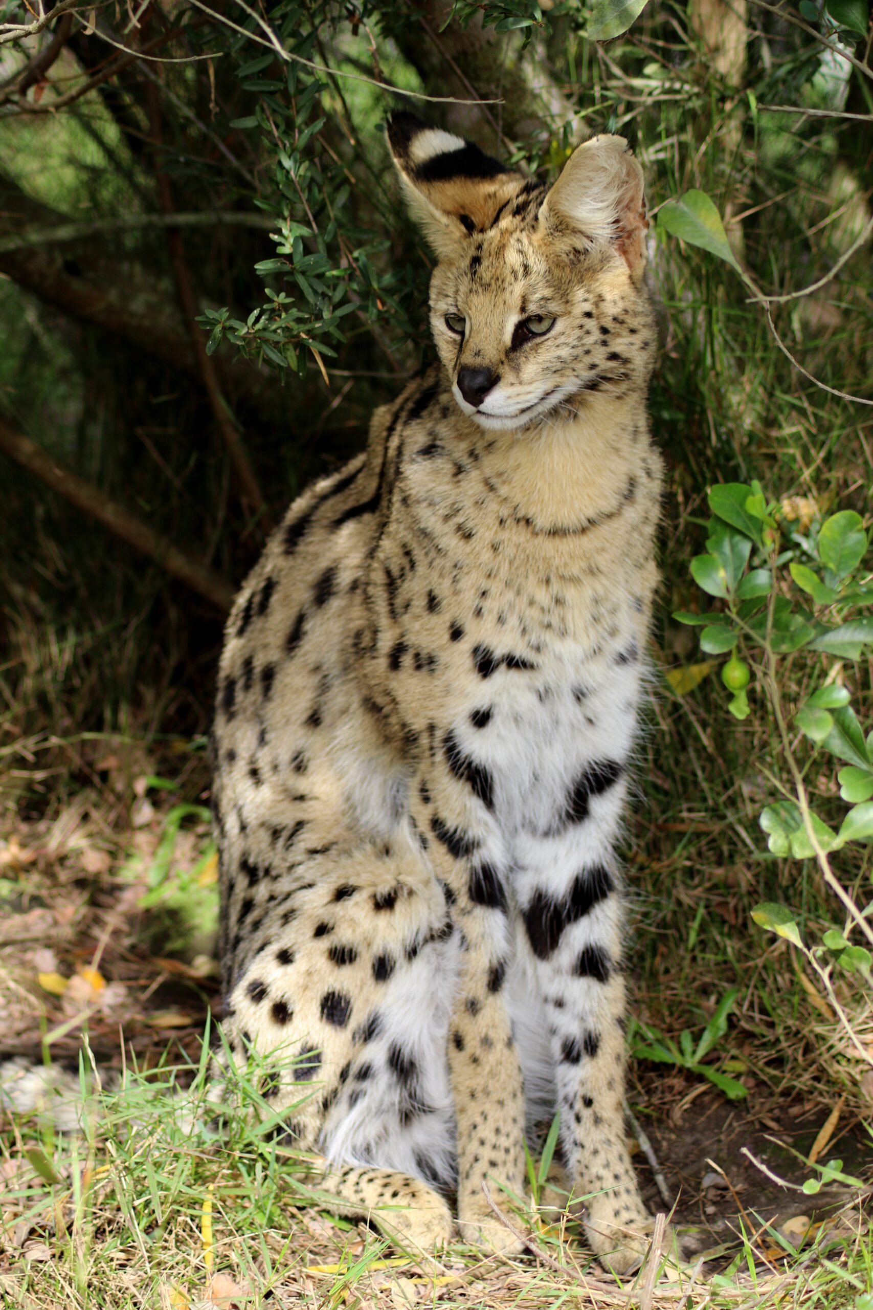 Serval Cat • Dragonflycats