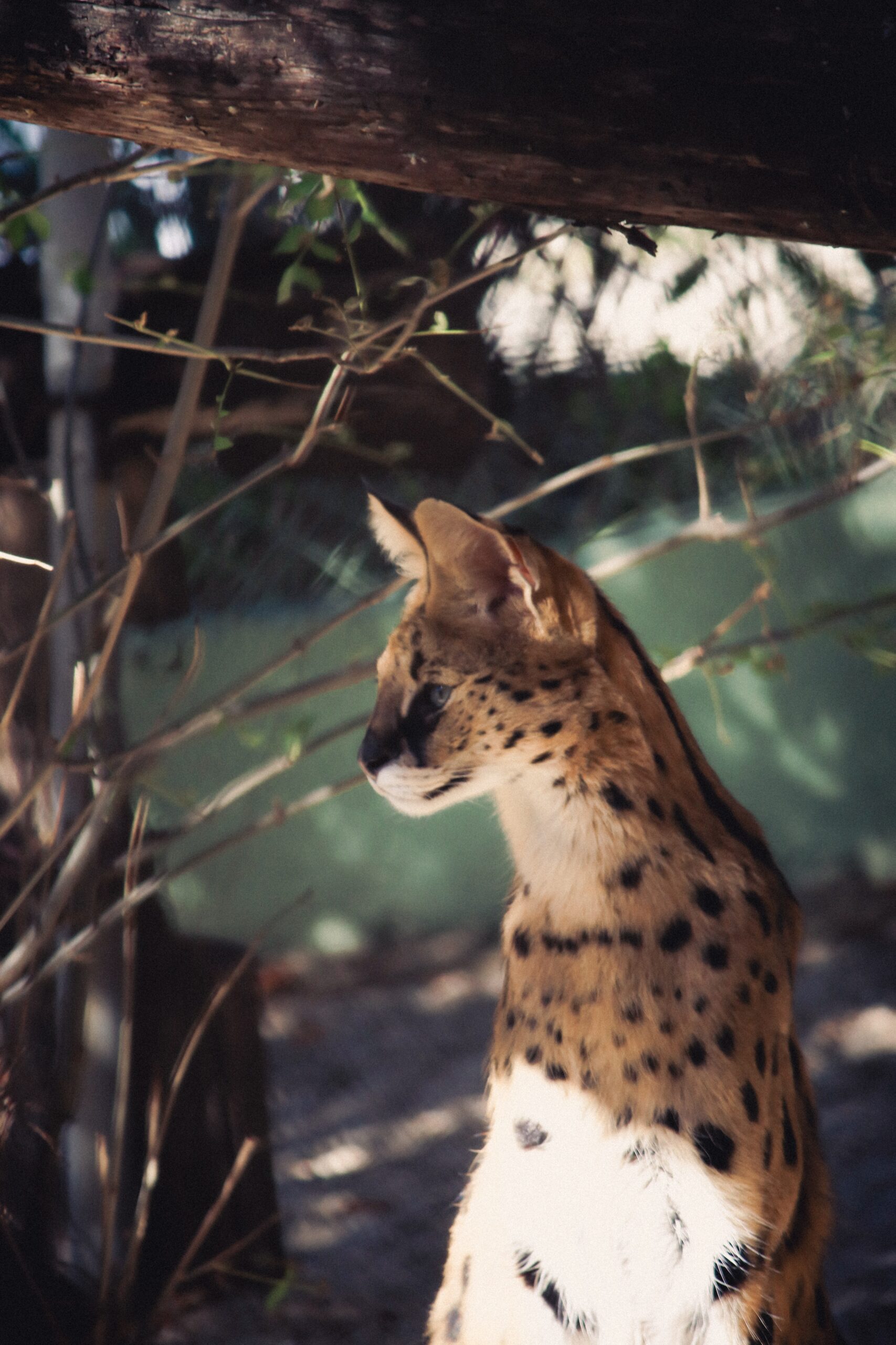 Serval Cat • Dragonflycats