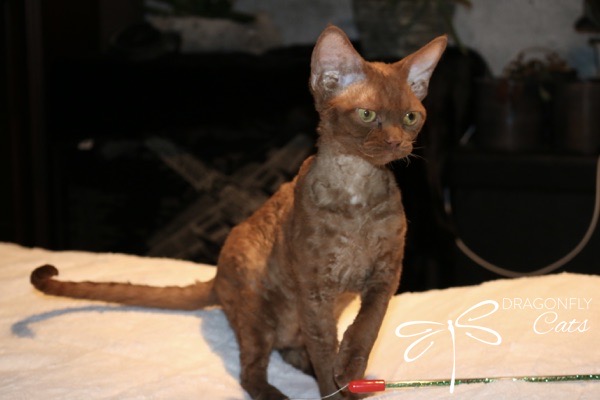 A brown, curly-haired cat with green eyes sits alertly on a white surface. The background is dark, with plants and a blurred image on a wall. The cat has large ears, and there is a wand toy with a string in front of it.