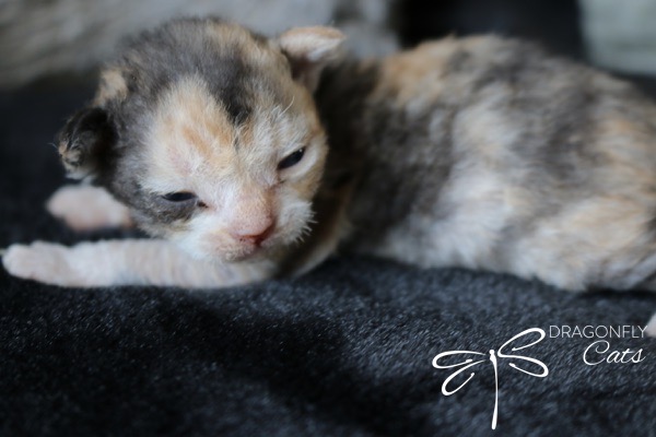 A small, newborn calico kitten lies on a dark, soft surface. The kitten’s eyes are partially open, and its fur is a mix of light cream, gray, and orange. The Dragonfly Cats logo is in the bottom right corner.