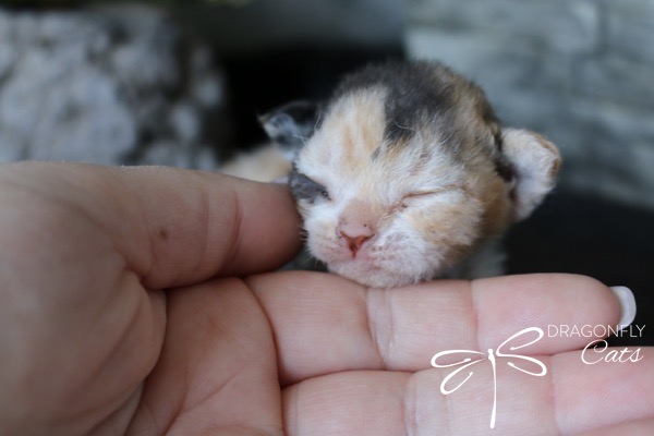 A tiny newborn kitten with closed eyes rests its head gently on a persons hand. The kitten has a mix of orange, black, and white fur. The watermark Dragonfly Cats with a dragonfly logo appears in the lower right corner.