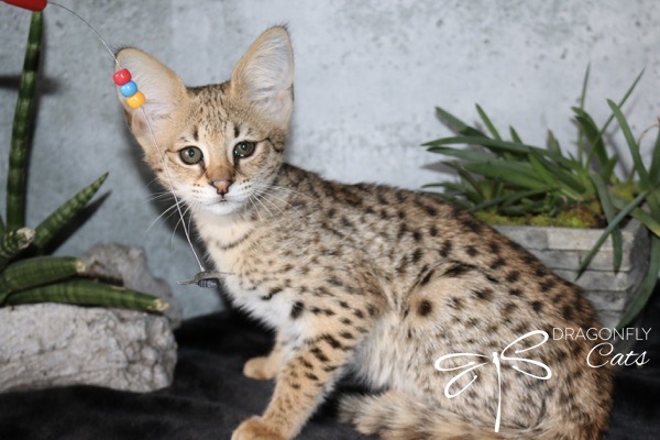 Un jeune serval aux oreilles proéminentes et au pelage tacheté est assis sur une surface sombre. Il regarde vers l'objectif, avec une plante verte en arrière-plan et un jouet au-dessus. L'image porte le filigrane « Chats-Dragons ».