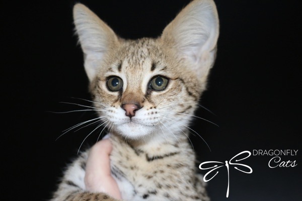 Gros plan d'un jeune serval aux grandes oreilles et au pelage tacheté sur fond noir. Une main le tient délicatement sous le cou. Le texte « DRAGONFLY » (Chats avec un logo en forme de libellule) figure en bas à droite.