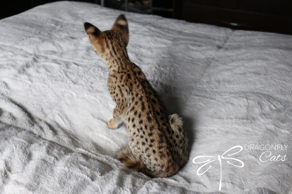 Un petit chat sauvage tacheté aux grandes oreilles est assis sur une couverture blanche moelleuse et texturée. Le regard se détourne de l'objectif, laissant apparaître son pelage lisse et tacheté. Le texte « DRAGONFLY CATS » avec un motif de libellule figure à droite.