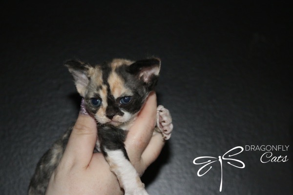 A small, multicolored kitten with blue eyes is gently held up by a hand against a dark background. The Dragonfly Cats logo appears in the bottom right corner.