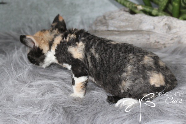 A curly-coated, black, tan, and white kitten is lying on a fluffy gray surface, facing away. There is a Dragonfly Cats logo in the bottom right corner.