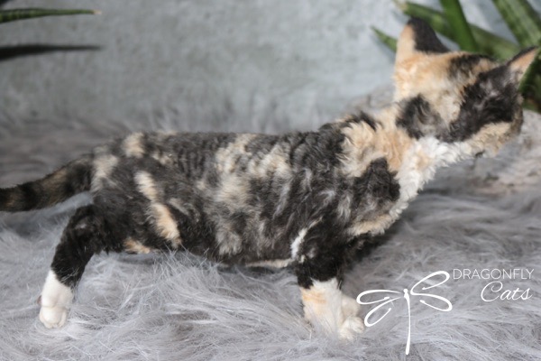 A curly-furred kitten with a black, cream, and tan tortoiseshell coat stands on a fluffy gray rug. Green plants are blurred in the background, and “Dragonfly Cats” is written in the lower right corner.