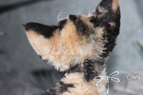 A close-up view of the back of a curly-haired cat’s head and ears, showing its soft fur. The background is blurred, and the Dragonfly Cats logo appears in the lower right corner.