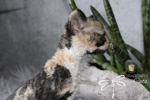 A curly-haired kitten with a black, white, and tan coat sits in profile near green snake plants and a white stone. The Dragonfly Cats logo is visible in the lower right corner.