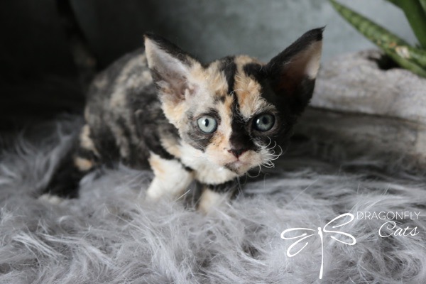 A small, wide-eyed, curly-haired kitten with a unique tortoiseshell pattern sits on a fluffy grey rug. The Dragonfly Cats logo appears in the bottom right corner next to a green plant.