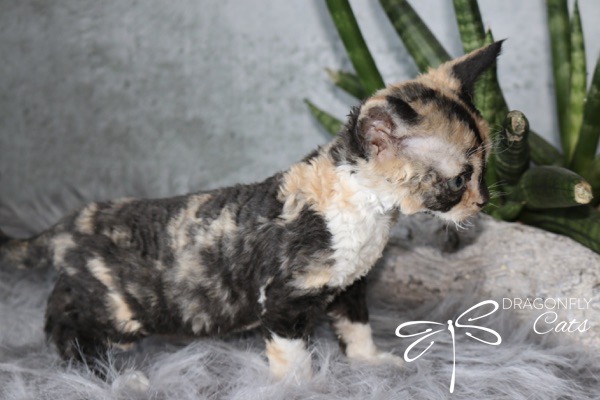 A small, short-haired, calico kitten with large ears stands on a fluffy gray surface near green plants. The kitten’s fur is a mix of black, tan, and white patches. “Dragonfly Cats” logo is visible in the corner.