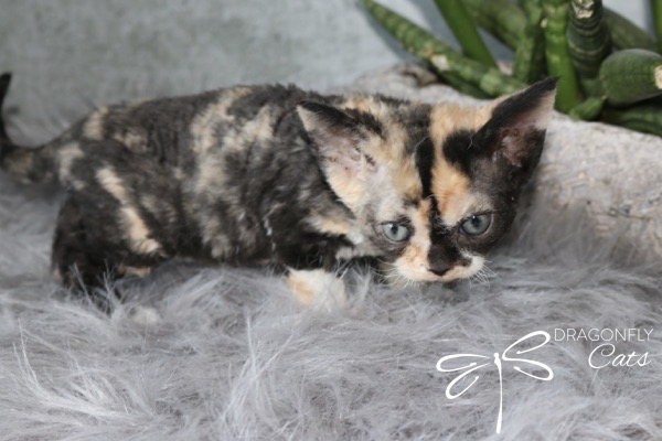 A small tortoiseshell kitten with blue eyes stands on a fluffy gray surface next to a green plant. The kitten has short, curly fur with patches of black, cream, and orange. Dragonfly Cats is written in the corner.