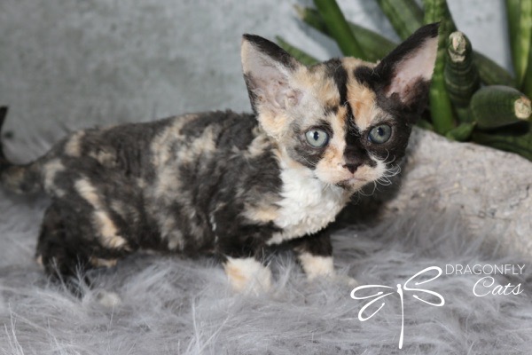 A small, short-haired calico kitten with blue eyes stands on a fluffy gray surface near green plants. The logo DRAGONFLY Cats with a dragonfly graphic is in the bottom right corner.
