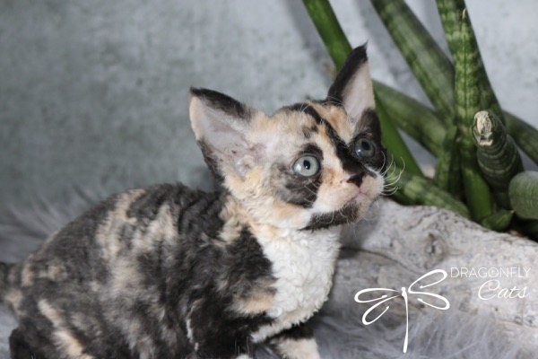 Un chaton Devon Rex calico aux cheveux bouclés et aux yeux bleus lève les yeux, assis sur une surface grise à côté d'une plante succulente verte. Le logo Dragonfly Cats figure en bas à droite.