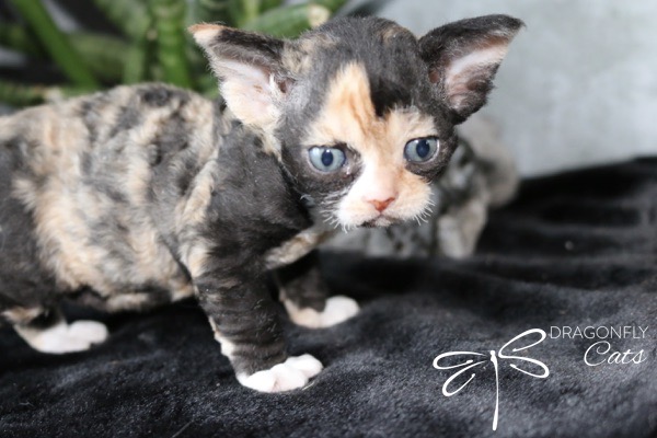 A small, curly-haired calico kitten with blue eyes stands on a black surface, looking curious. The logo DRAGONFLY Cats with a dragonfly image appears in the corner. Green leaves are blurred in the background.