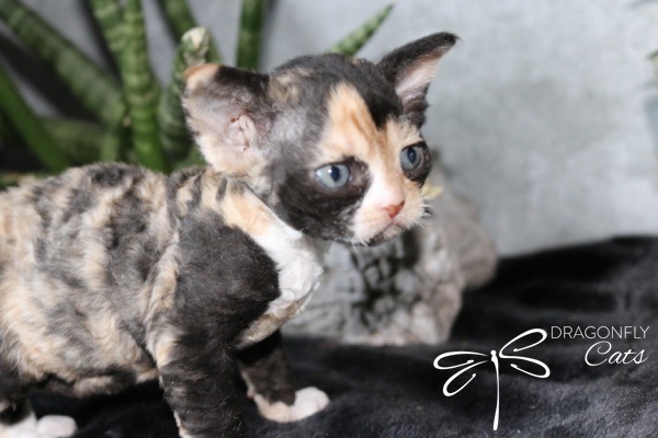 A small calico Devon Rex kitten with blue eyes and curly fur stands on a dark surface, with green plants and a gray rock in the background. The Dragonfly Cats logo appears in the corner.