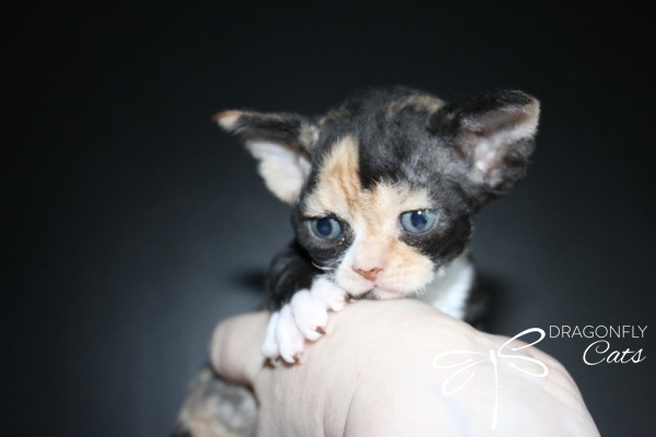 A small calico kitten with large blue eyes is held gently in a hand against a black background. The kitten has large ears and a curious expression. The words DRAGONFLY Cats are visible in the bottom right corner.