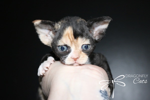 A small calico Devon Rex kitten with blue eyes rests its head on a persons hand against a black background. The DRAGONFLY Cats logo appears in the bottom right corner.