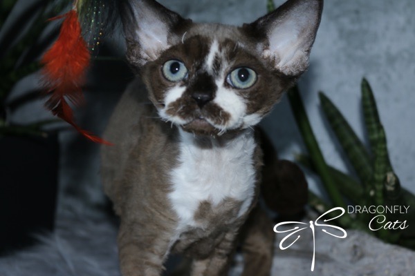 A Devon Rex cat with blue eyes, curly brown and white fur, and large ears stands indoors near green plants. The Dragonfly Cats logo is visible in the lower right corner.