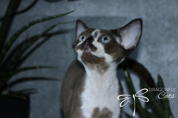 A brown and white cat with large ears and blue eyes looks upward. The background includes green plants and a gray wall. Dragonfly Cats and a dragonfly logo are visible in the lower right corner.