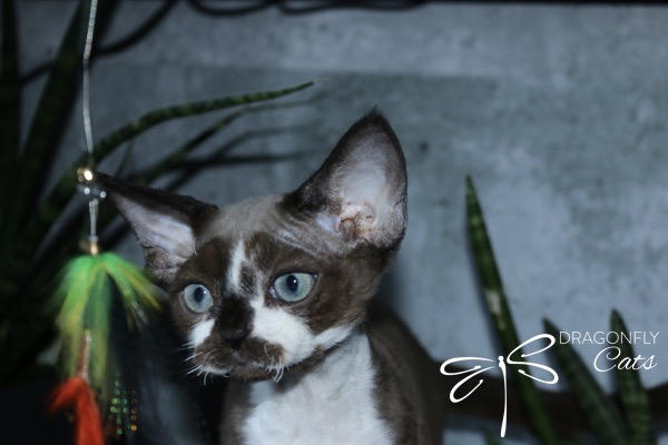 A short-haired cat with blue eyes and a unique brown and white coat looks to the side. A colorful feather toy hangs nearby, and Dragonfly Cats with a dragonfly logo is in the corner.
