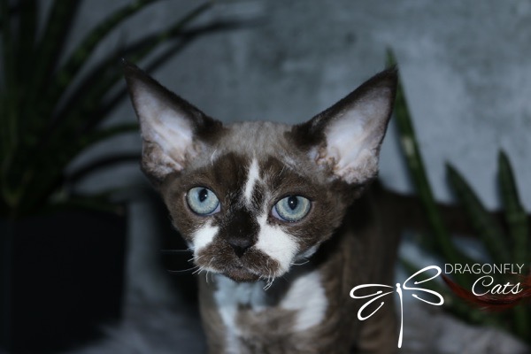 A close-up of a blue-eyed cat with short, brown and white fur, large ears, and a distinctive white marking on its nose. The background is blurred with green plants and the “Dragonfly Cats” logo in the corner.