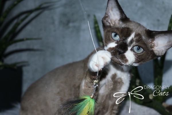 A Devon Rex cat with blue eyes and short, curly fur plays with a feather toy. The cat is indoors near green plants. The image has a Dragonfly Cats logo in the bottom right corner.