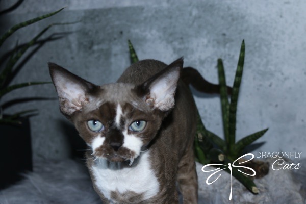 A brown and white Devon Rex cat with blue eyes stands near green houseplants against a gray wall. The Dragonfly Cats logo appears in the lower right corner.