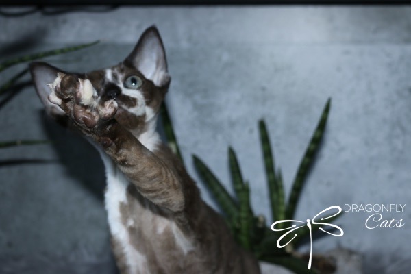 A unique-looking cat with a marbled coat reaches one paw forward. Green plants are blurred in the background, and “DRAGONFLY Cats” with a dragonfly graphic appears in the bottom right corner.